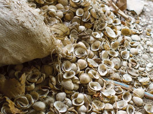 WLC featured image shells Phil Rogers | Earthly Matters | Article